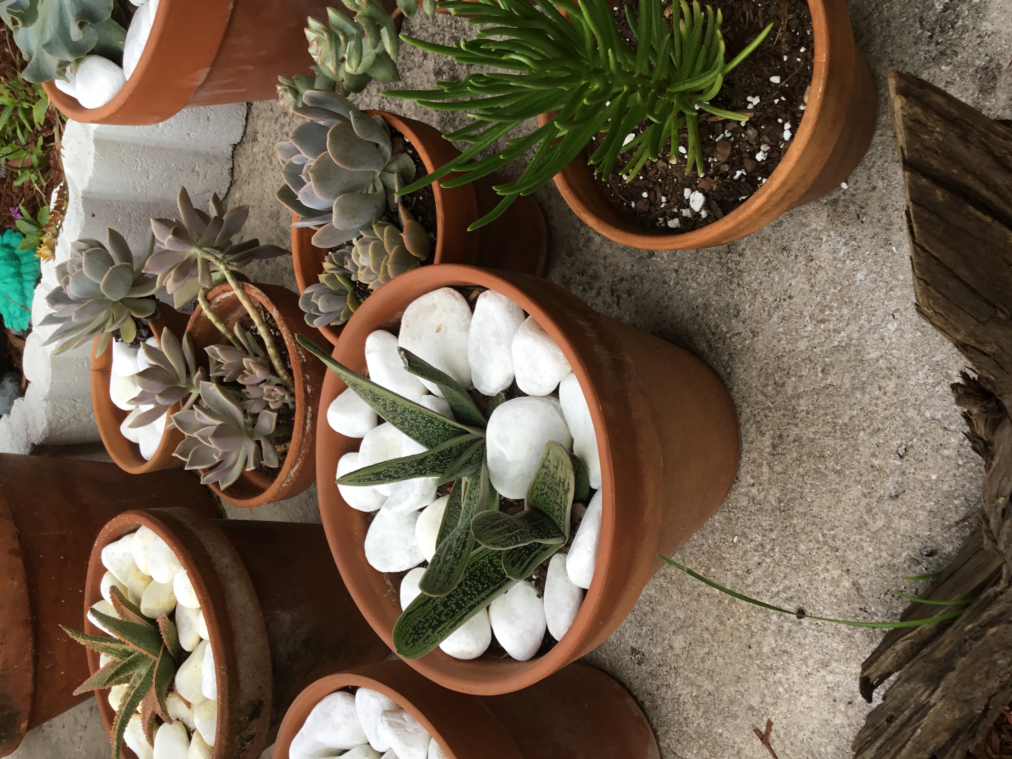 Gasteria Brachyphylla Ox Tongue.jpg